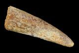 Bargain, Pterosaur (Siroccopteryx) Tooth - Morocco #101715-1